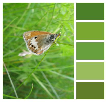 Summer Butterfly Grass Butterfly Image